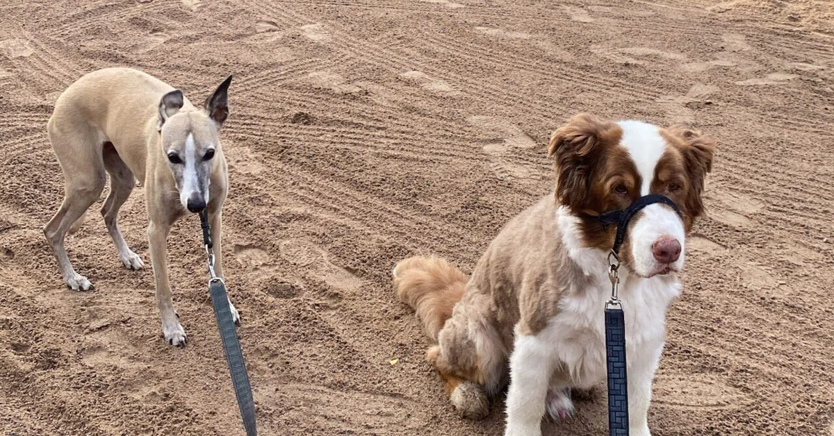 【内山竣太選手 寄稿】どんよりとした北欧の秋空の下、犬と散歩する日常