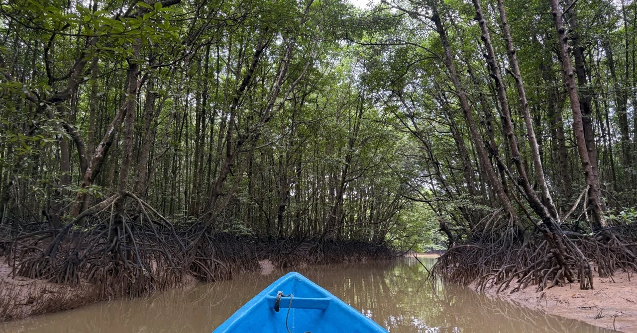【西原拓夢選手 寄稿】大自然、マングローブの旅へ
