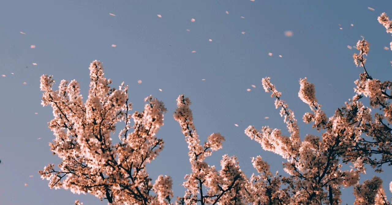 【西原拓夢選手 寄稿】匂いの感覚は記憶に残る